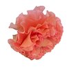 Conic Rose Концерты