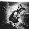 Julian Cope Концерты
