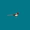 The Magpie Arc Tickets